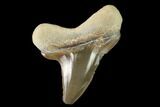 Bargain, Fossil Shark (Cretoxyrhina) Tooth - Kansas #142957-1